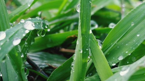 Close-up of water drops on grass