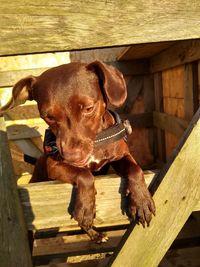 Close-up of dog on wood