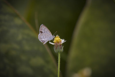 Close-up of butterfly on flower