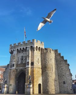 Low angle view of seagull flying against the sky