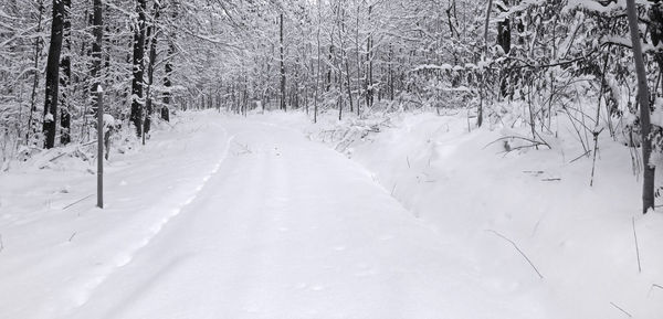 Snow covered land and trees in forest