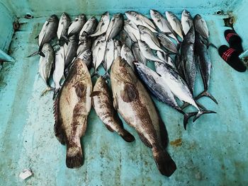 High angle view of fish in sea