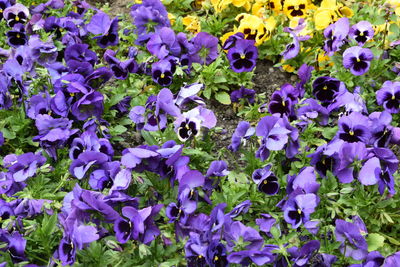 Purple flowers in bloom