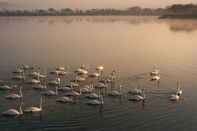 Flock of birds swimming in lake