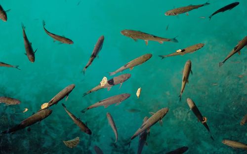 Close-up of fishes swimming in water