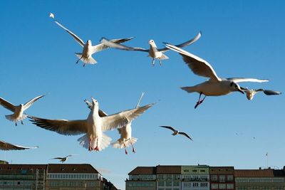 Low angle view of seagulls flying against blue sky