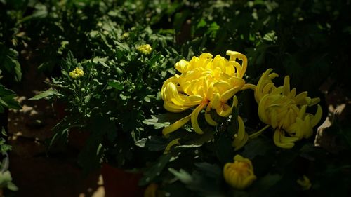 Close-up of yellow rose