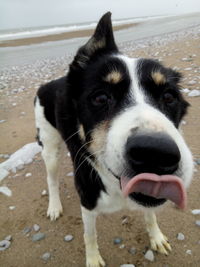 Close-up portrait of dog