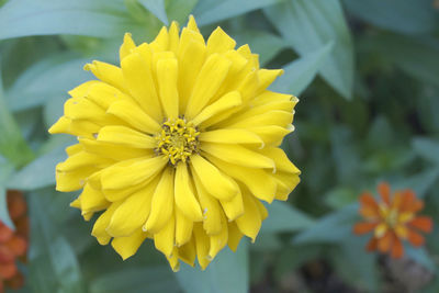 Close-up of yellow flowering plant