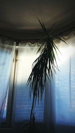 Low angle view of palm tree