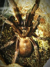 Close-up of crab on tree