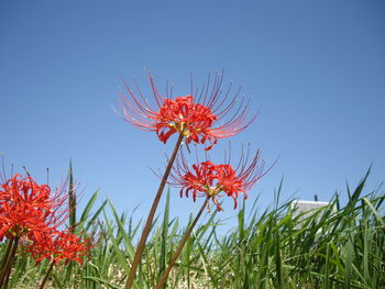 Close-up of red flowering plant against clear blue sky