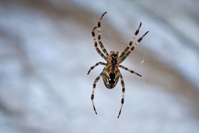 Close-up of spider