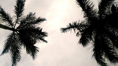 Low angle view of palm trees against sky