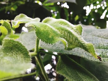 Close-up of green plant