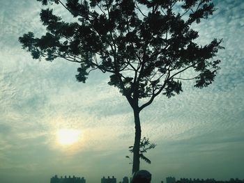 Low angle view of tree against sky during sunset