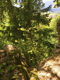 Trees and plants growing on field