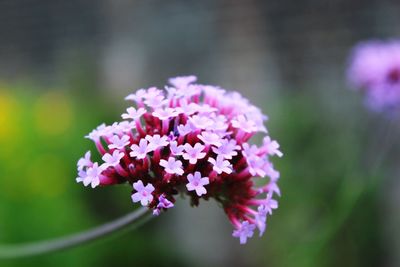 Close-up of pink flowers blooming outdoors