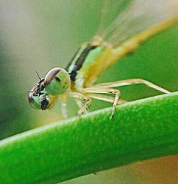 Close-up of insect