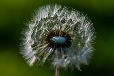 Close-up of dandelion flower