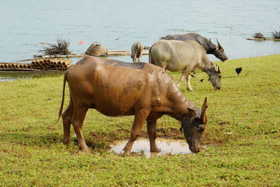 The water buffalo also called the asiatic buffalo, domestic water buffalo or asian water buffalo.
