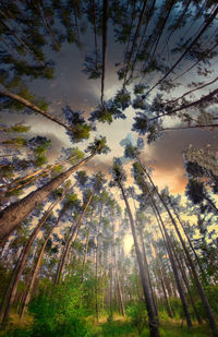 Low angle view of pine trees against sky