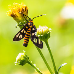 Close-up of butterfly on flower