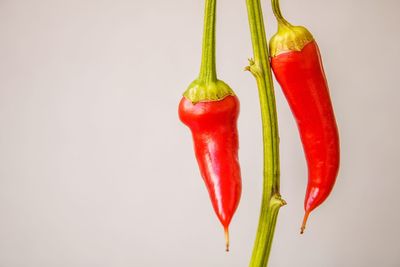 Close-up of red chili peppers over white background