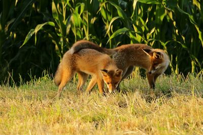 Foxes on grass against corn crop field