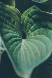 Close-up of green leaves