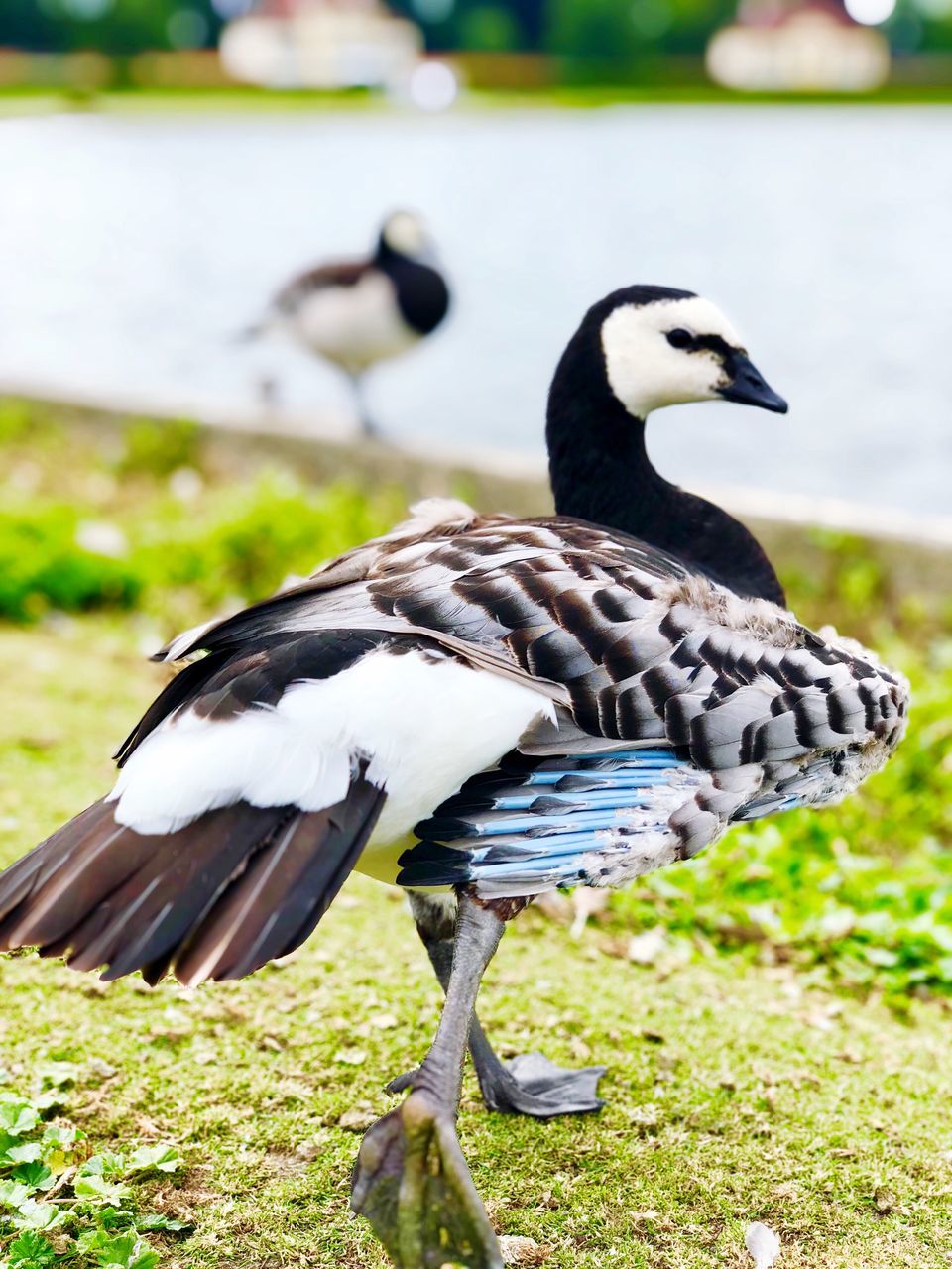 animal wildlife, animals in the wild, bird, animal, animal themes, vertebrate, focus on foreground, nature, one animal, day, no people, grass, plant, duck, land, field, poultry, water bird, close-up, perching