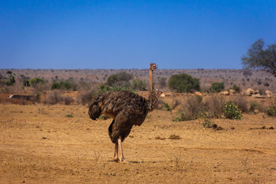 Ostrich in tsavo 