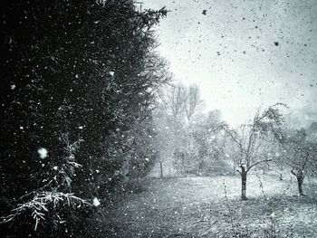 View of trees on snow covered landscape