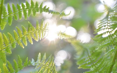 Close-up of pine tree leaves