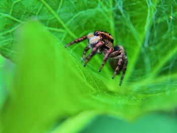 Close-up of spider