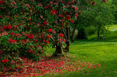 Plants growing on field