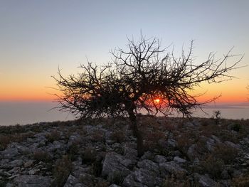 Silhouette tree against sky during sunset