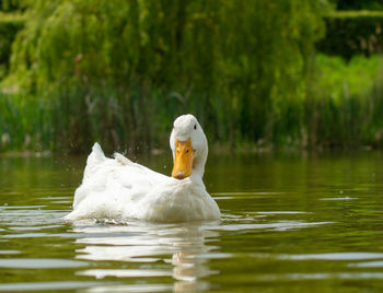 Swan floating on lake