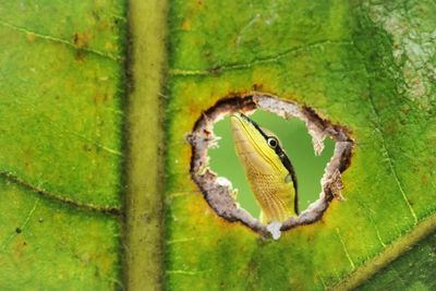Close-up of insect on tree