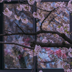 Close-up of pink cherry blossom tree
