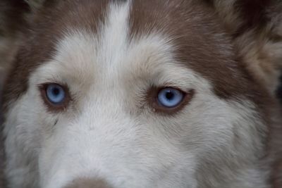 Close-up portrait of dog