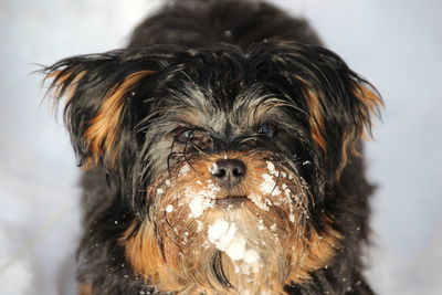 Close-up of wet dog in winter