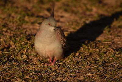 High angle view of bird perching on land