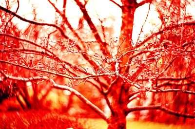 Close-up of red maple tree