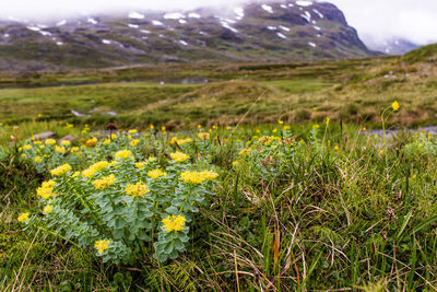 Scenic view of flowering plants on field