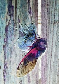 Close-up of wooden door