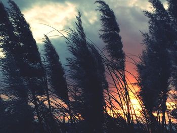 Low angle view of trees against sky at sunset