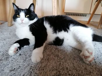 Portrait of cat relaxing on floor at home