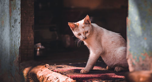 Close-up of a cat looking away