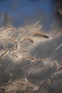 Close-up of stalks against the sky